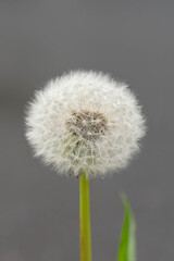 Bio Diversity - Taraxacum sect. Ruderalia - Detailed Photo with Waterdrops inside the Dandelion Seeds © Aleksandra