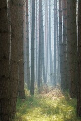 Tajemniczy las sosnowy we mgle o poranku. Wysokie, proste pnie drzew w nastrojowej, mglistej scenerii. Naturalny krajobraz leśny, spokój i cisza natury. © Henryk Niestrój