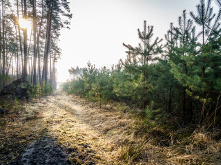 Zamglona ścieżka w lesie pomiędzy młodymi sosnami a brzozami. Malowniczy leśny krajobraz z poranną mgłą i naturalnym światłem. Atmosfera spokoju, ciszy i tajemniczości w sercu natury. © Henryk Niestrój