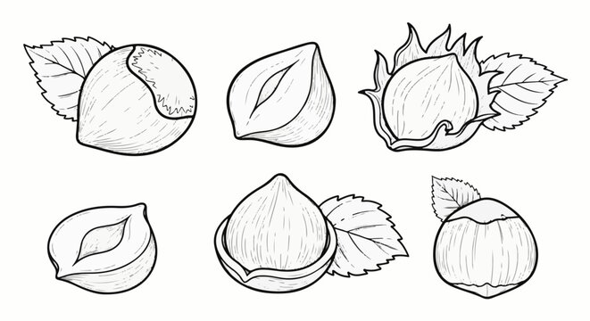 Six line-art drawings of hazelnuts in various stages of being shelled and whole