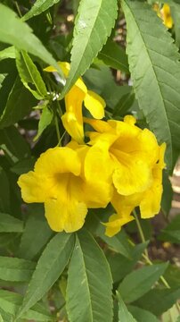 Tecoma stans flowers also called Ginger thomas, Trumpetbush or Yellow elder in the garden of Tenerife,Canary Islands,Spain,4K.