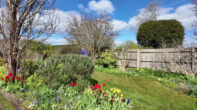 Winchester Hampshire England UK. 07.04.2026. Video. Gardener using an electric scarifyer to remove. thatch from a lawn. in a country Garden.