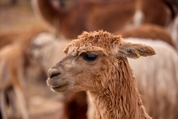 Fototapeta premium A decorated llama munches contentedly among its herd on the high-altitude grasslands near Cusco, Peru — an authentic encounter with one of South America's most iconic camelids, set against the golden 