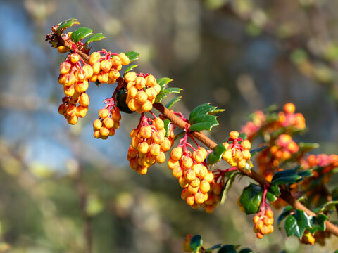 Closeup of Darwins barberry flower buds in spring