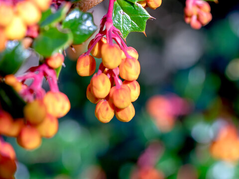Closeup of Darwins barberry flower buds in spring