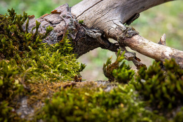 Fototapeta premium A close-up, high-angle shot captures vibrant green moss growing on a weathered, fallen tree branch in a forest, highlighting the intricate details of natural decay.