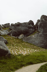 Limestone rock formations with young plantings at Castle Hill Kura Tawhiti Conservation Area, Canterbury Region, New Zealand © apiwit