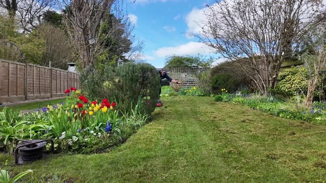 Winchester Hampshire England UK. 07.04.2026. Video. Gardener using an electric scarifyer  adjusts the power cable for safer scarifying on the lawn of an English country garden.