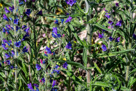 Echium vulgare, de nombre com&uacute;n viborera o viperina, es una especie de la familia Boraginaceae.