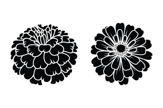 Black silhouette of two zinnia flowers vector illustration with botanical