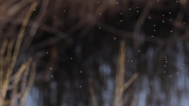 Soft-focus scene of small insects flying in the air with blurred background, creating a dreamy atmosphere with light and motion effects.
