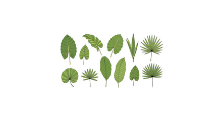 Collection of various green tropical leaves isolated on white background last2026. © muhammad