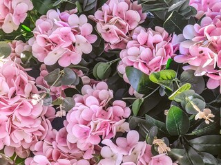Obraz premium Background of lush pink Hydrangea Macrophylla artificial flowers creates a romantic impression. A lush, soft pastel pink hydrangea flower decoration for a garden theme in spring, summer, or a wedding.