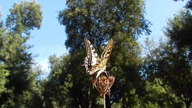 Butterfly Old World swallowtail, Papilio machaon sits on dry grass and flies away under green trees in forest on sunny summer day with blue sky - close-up, slow motion.