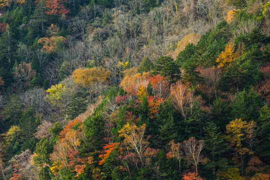 Vibrant autumn forest filled with colorful leaves