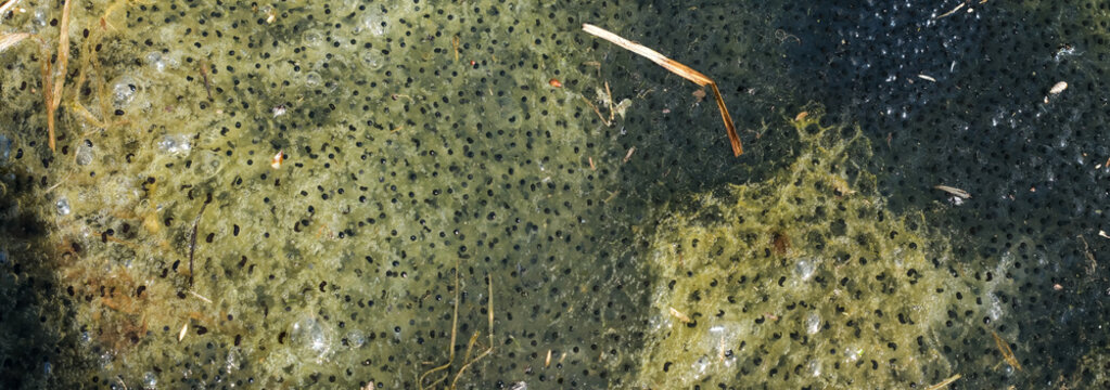 Frog spawn or frog eggs in freshwater. Development stage of tadpoles.  Amphibian breeding season.