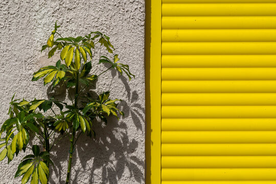 A variegated umbrella plant in a pot sits on a sidewalk next to a vibrant yellow roller shutter.