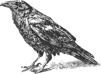 Obraz premium Detailed black and white illustration of a raven standing, vintage bird drawing with intricate feather texture