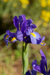 Iris d'eau aux pétales violets © Hervé Rouveure