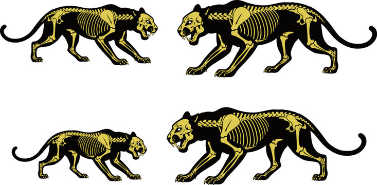 Vintage panther skeleton illustration set, anatomical big cat bone structure vectors, gold and black predatory feline anatomy graphics for apparel