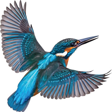 Vibrant kingfisher bird in dynamic mid flight pose with wings spread wide showcasing intricate feather details and bright blue and orange plumage against a clean white background