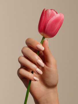 Soft pink nail polish on feminine hand holding fresh pink tulip flower with green stem