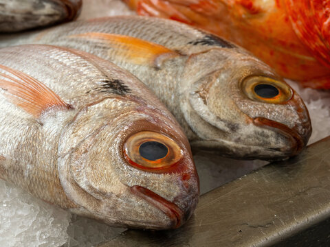 Fresh whole fish with large eyes displayed on crushed ice at fish market counter with natural colors and detailed texture