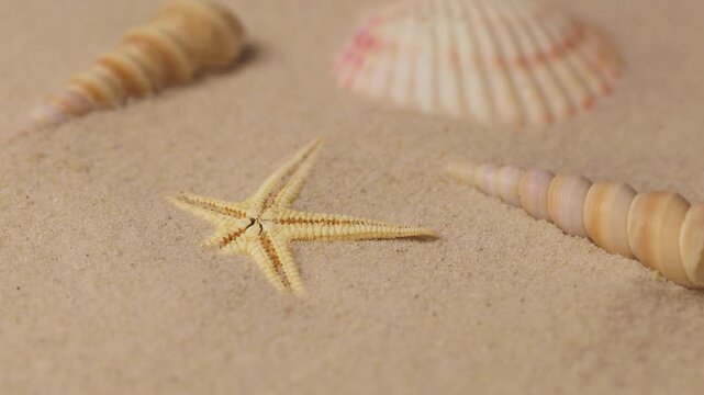 Wind blowing on the sand and opening yellow starfish and sea shell , top view
