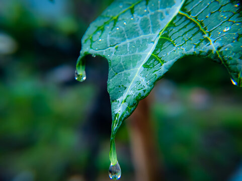 A high-angle, close-up shot of a vibrant, emerald-green tropical leaf (resembling Plumeria or Papaya).