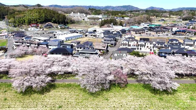 Spring Residential Area | Sakura Row - 4K Aerial Video
