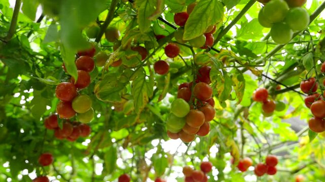 Tomato cultivation in a greenhouse in Almeria, Andalusia, Spain.