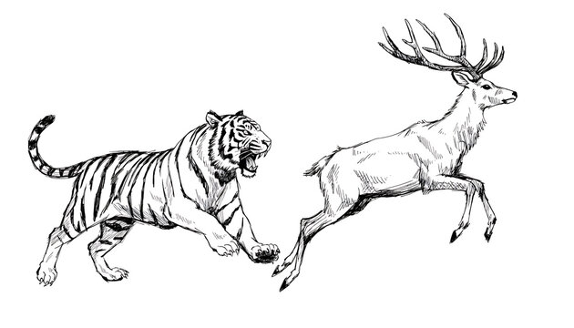 tiger and deer in dynamic line art illustration, predator and prey