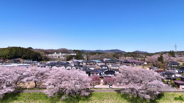 Hitome Senbonzakura | Cherry Trees | Blue Sky - 4K Video
