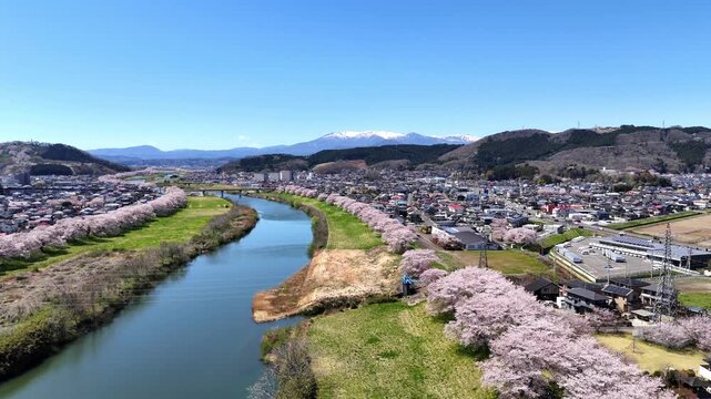 Spring Residential Area | Sakura Row - 4K Aerial Video
