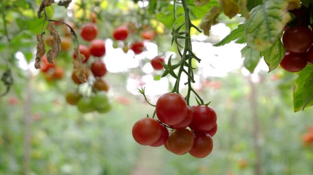 Tomato cultivation in a greenhouse in Almeria, Andalusia, Spain.