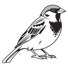Fototapeta premium Illustration of a house sparrow bird, a small passerine bird with detailed plumage