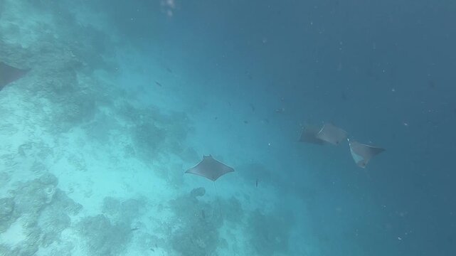 The bentfin devil ray (Mobula thurstoni), also known as the lesser devil ray, smoothtail devil ray, smoothtail mobula or Thurston's devil ray, is a species of ray in the family Mobulidae. 
