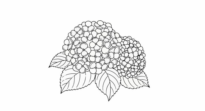 Delicate line drawing of two large hydrangea blooms with leaves