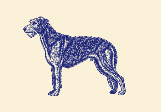 Irish Wolfhound Dog Illustration in Vintage Woodcut Engraving Style