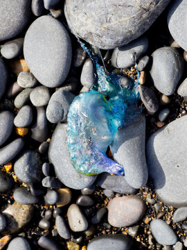 Portuguese man o war jellyfish washed ashore on rocky beach with translucent body and dangerous tentacles in natural coastal setting
