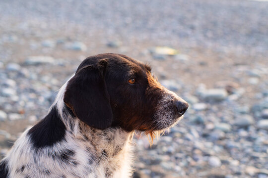 A close-up portrait of a spotted German Wirehaired Pointer (Drahthaar) looking into the distance on a pebble beach by the sea at sunset. Stray animals.