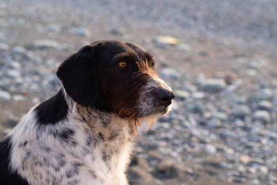 A close-up portrait of a spotted German Wirehaired Pointer (Drahthaar) looking into the distance on a pebble beach by the sea at sunset. Stray animals.