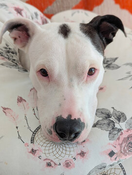 Portrait of american staffordshire terrier spotted black and white color close-up on bed, soft focus