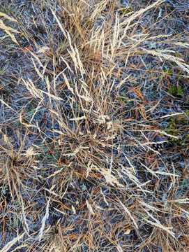 Bright textured natural forest background of dry heather branches, moss, dry autumn leaves, tree branches, dry grass, pine needles, top view