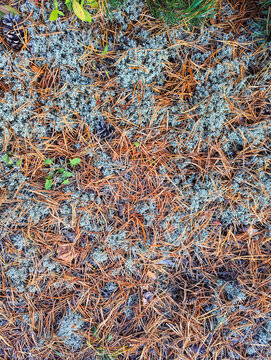 Bright textured natural forest background of dry heather branches, moss, dry autumn leaves, tree branches, dry grass, pine needles, top view
