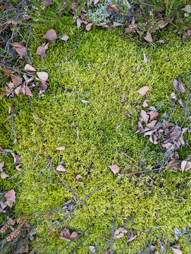 Bright textured natural forest background of dry heather branches, moss, dry autumn leaves, tree branches, dry grass, pine needles, top view