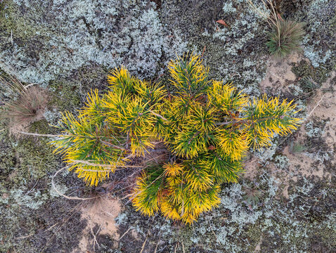 Bright textured natural forest background of dry heather branches, moss, dry autumn leaves, tree branches, dry grass, pine needles, top view
