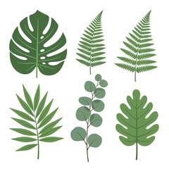 Tropical Green Leaf Collection with Monstera and Fern Illustrations © gyoho