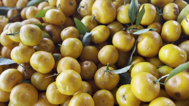 Fresh Ripe Mandarin Oranges with Green Leaves