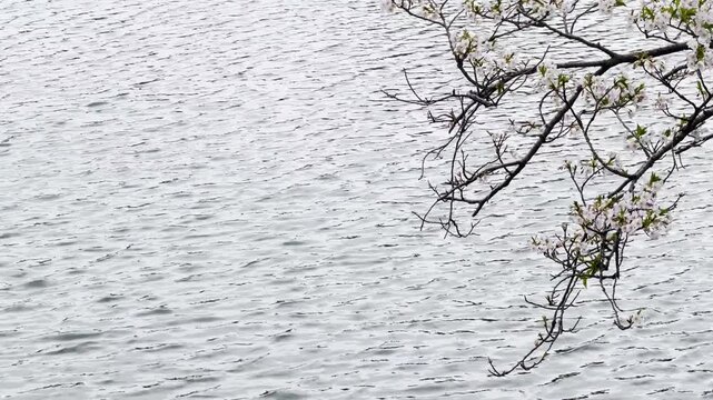 三ツ池公園　水面に映り込み風に揺れるソメイヨシノ